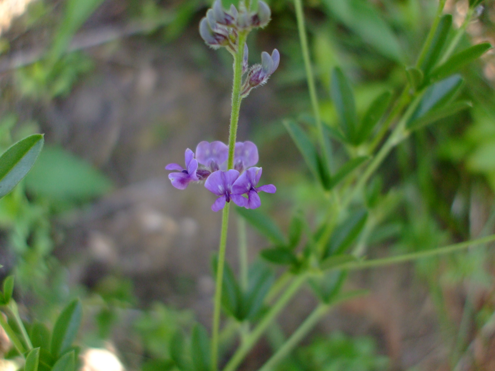 Psoralea tenuiflora